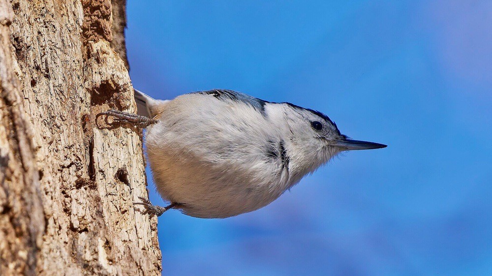 White-breasted Nuthatch by Paul Danese is licensed under CC BY-SA 4.0